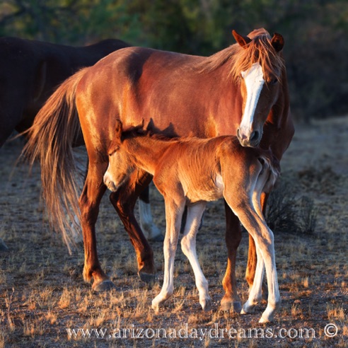 Mare and Foal - 2026 - 3
Verde River, Rio Verde, AZ.